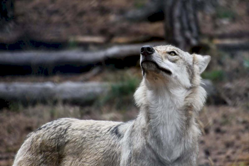 Saliceto, bocconi avvelenati contro i lupi dopo la strage di pecore: un uomo a processo
