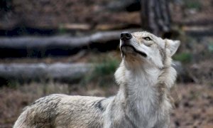 Saliceto, bocconi avvelenati contro i lupi dopo la strage di pecore: un uomo a processo