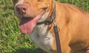 Cuneo, minacce e lesioni dopo i litigi a causa del cane: condannata una braidese