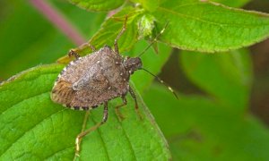 Cimice asiatica, in Piemonte prosegue il lavoro di contrasto all'emergenza con la vespa 'samurai'