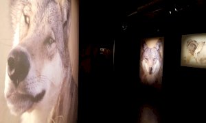 Al Centro Uomini e Lupi la prima 