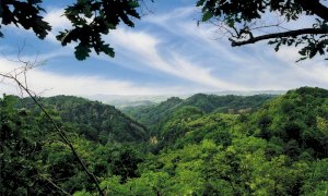 Giornata internazionale delle foreste: sul canale della Regione il documentario “La via del bosco”