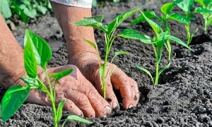 DL Sostegni, Coldiretti Cuneo: 