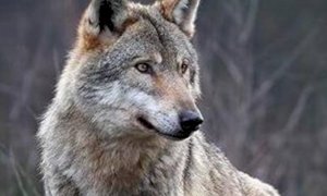 In Piemonte censiti 180 esemplari di lupo