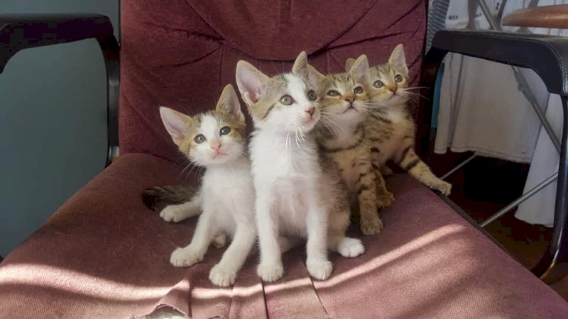 in foto: i quattro gattini nell'annuncio pubblicato dalla Lida