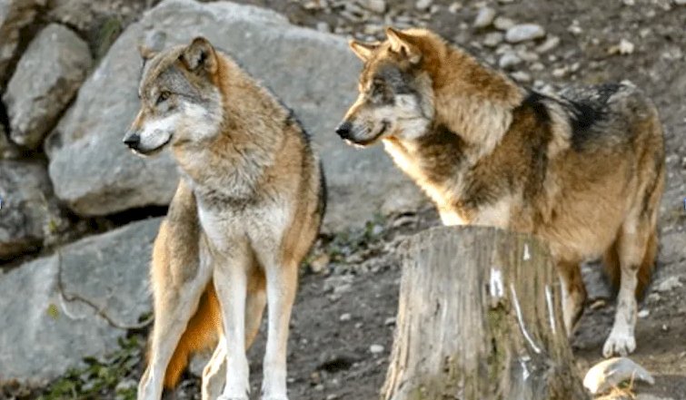 Dalla Regione 300 mila euro agli allevatori piemontesi per l'indennizzo dei danni causati dai lupi