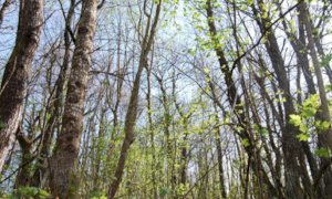 Trasformazione del bosco: la Regione abbassa l'importo base per il calcolo della compensazione