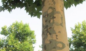 Bra, albero a rischio caduta: disposto l’abbattimento, sarà sostituito