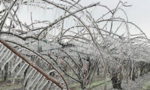 L'allarme di Coldiretti Piemonte dopo il crollo delle temperature