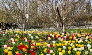 Alba, aiuole in fiore grazie agli oltre 3 mila bulbi donati da Messer Tulipano di Pralormo