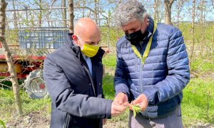 Gelate, Coldiretti Cuneo: 