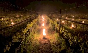 Busca, il Comune raccoglie le segnalazioni per i danni da gelo dell'8 e 9 aprile