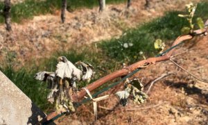 Ondata di gelo nei vigneti, Confagricoltura Piemonte stima un danno di 18 milioni di euro