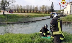 Il capriolo è bloccato in un canale, lo aiutano i vigili del fuoco