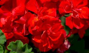 “Coloriamo di fiori la Valle Pesio”: oltre un migliaio di gerani rossi su balconi e finestre