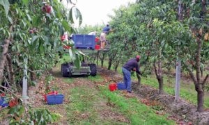 Vendemmia: nasce un contratto condiviso di alloggio per gli stagionali nella Granda