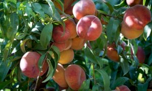 Frutta, Coldiretti Cuneo incontra Cirio: 