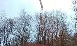 Ripetitore ostruito dalla boscaglia a Valmala, interviene la Protezione civile