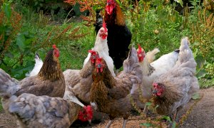 Non è reato rincorrere le galline nella proprietà del vicino: assolto un villanovese