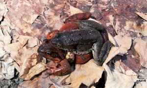 Un virus fa ammalare la rana temporaria nel Parco del Mercantour