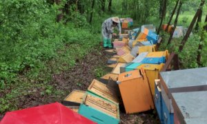 Nel Canavese l'attacco contro un apicoltore cuneese: 