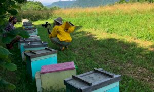 Arnie distrutte e api morte, Uncem: 