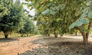 “Il nocciolo, qualità e sostenibilità”, convegno online di Confagricoltura Cuneo
