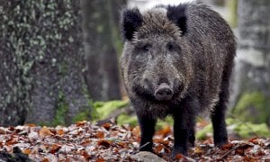 Fauna selvatica, Coldiretti Cuneo: 