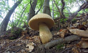 Raccolta funghi: le indicazioni del Parco Alpi Marittime per essere in regola