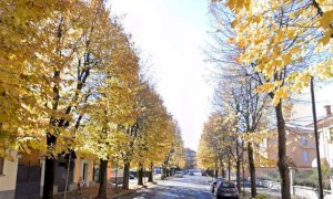 Fossano, il TAR sospende l'abbattimento dei tigli di corso Colombo