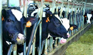 “Sistemi produttivi all’avanguardia per raggiungere standard elevati, ma non mancano i problemi”