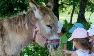 Un nuovo regolamento regionale per le fattorie didattiche piemontesi