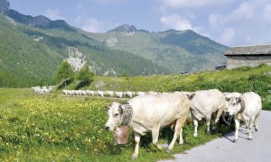 Nella settimana di San Giovanni si conclude la transumanza: nella Granda 100 mila bovini saliti ai pascoli