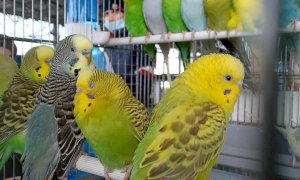 Tante conferme ed alcune novità al mercatino dei piccoli animali del MIAC