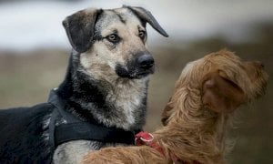 Canile di Cuneo, Fratelli d’Italia denuncia: “Numerosi decessi di cuccioli”. La replica: 