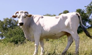 Razza piemontese, Coldiretti Cuneo: 