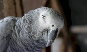 Cuneo, la battaglia per il sequestro di un pappagallo finisce in tribunale