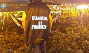Sequestrato dalla Finanza un centro di produzione di droga, 'in fumo' 100 mila euro di guadagni