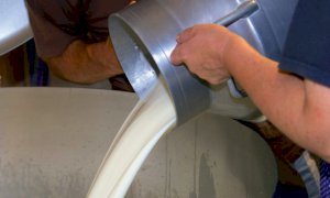 Latte, costi in aumento e comparto in difficoltà: 