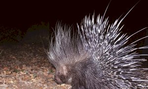 A Rivoira di Boves importante avvistamento di un esemplare di istrice