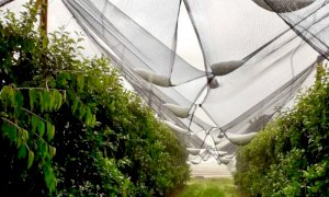 Agricoltura, dalla Regione tre milioni di euro per le reti antigrandine