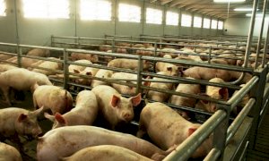 Peste suina, Coldiretti Cuneo: 