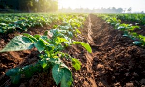 Psr, dalla Regione 46,5 milioni per il pacchetto giovani agricoltori