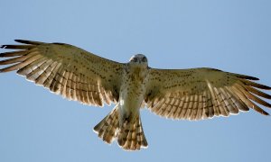 A fine agosto due giornate di osservazione degli uccelli migratori diretti in Africa