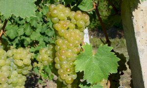 Rese vendemmiali: Confagricoltura Piemonte d’accordo con i consorzi di tutela per l’equilibrio di mercato