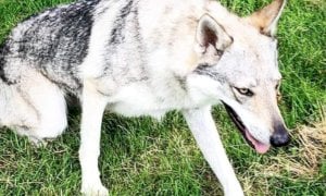 Si cerca nel Cuneese un cane lupo cecoslovacco scappato da Breil sur Roya