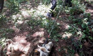 I vigili del fuoco salvano una mucca a Chiusa Pesio
