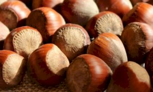 Sabato 21 agosto l’Ascopiemonte inaugura un nuovo centro di raccolta nocciole a Canale