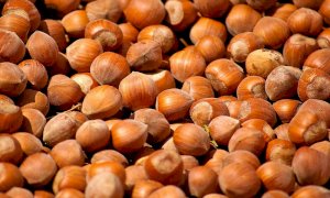 Al via la raccolta delle nocciole in Piemonte: 