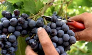 Partita la vendemmia, Coldiretti Piemonte: 